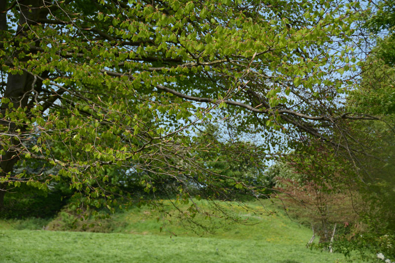 Click for the gallery page to add comments and vote (PID:165816) Money Hill (Pickhill)
