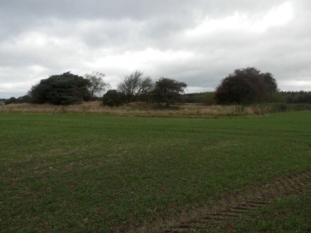 Studfold Ring (Ampleforth)