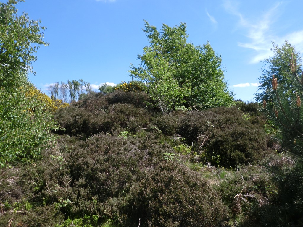 Eston Moor B2