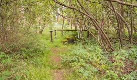 Old Wives' Well
