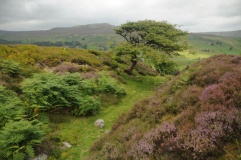 Maiden Castle (N Yorks)