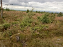 Pinchinthorpe Moor tumuli