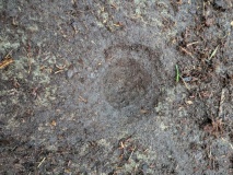Guisecliffe Cup and Ring Carvings - PID:303203