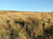 Low Bridestones (N) (Yorks)