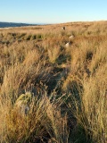 Low Bridestones (N) (Yorks)