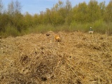Fox Head Round Barrow - PID:197003