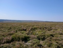 Wheeldale Moor East