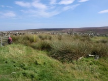 Skivick Crag Cists