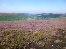 Benky Hill