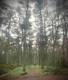 Dargate Dykes