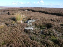 Kildale Moor South - Enclosure