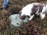 Fylingdales Moor, Brow Moor, East Butts, (Area E) - PID:218763