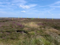 Siss Cross Hill - Enclosed Urnfield