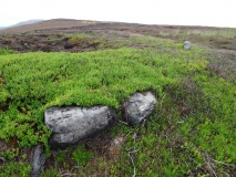 Three Howes (Cold Moor)