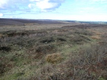 Moorsholm Rigg - Enclosed Urnfield