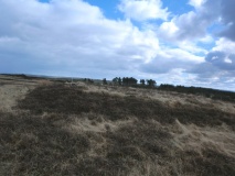 Newton Mulgrave Moor RB3