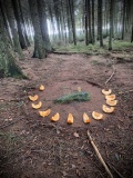 Linglands Farm Cairnfields (Hardwood Dale)