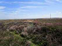 Siss Cross Hill - Enclosed Urnfield