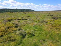Great Ayton Moor HC1