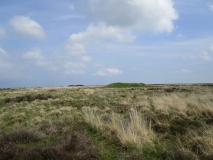 Newton Mulgrave Moor RB10