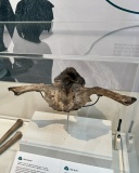 Yorkshire Museum - PID:283016