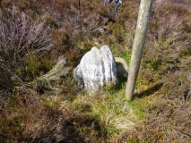 Goose i' th' nest