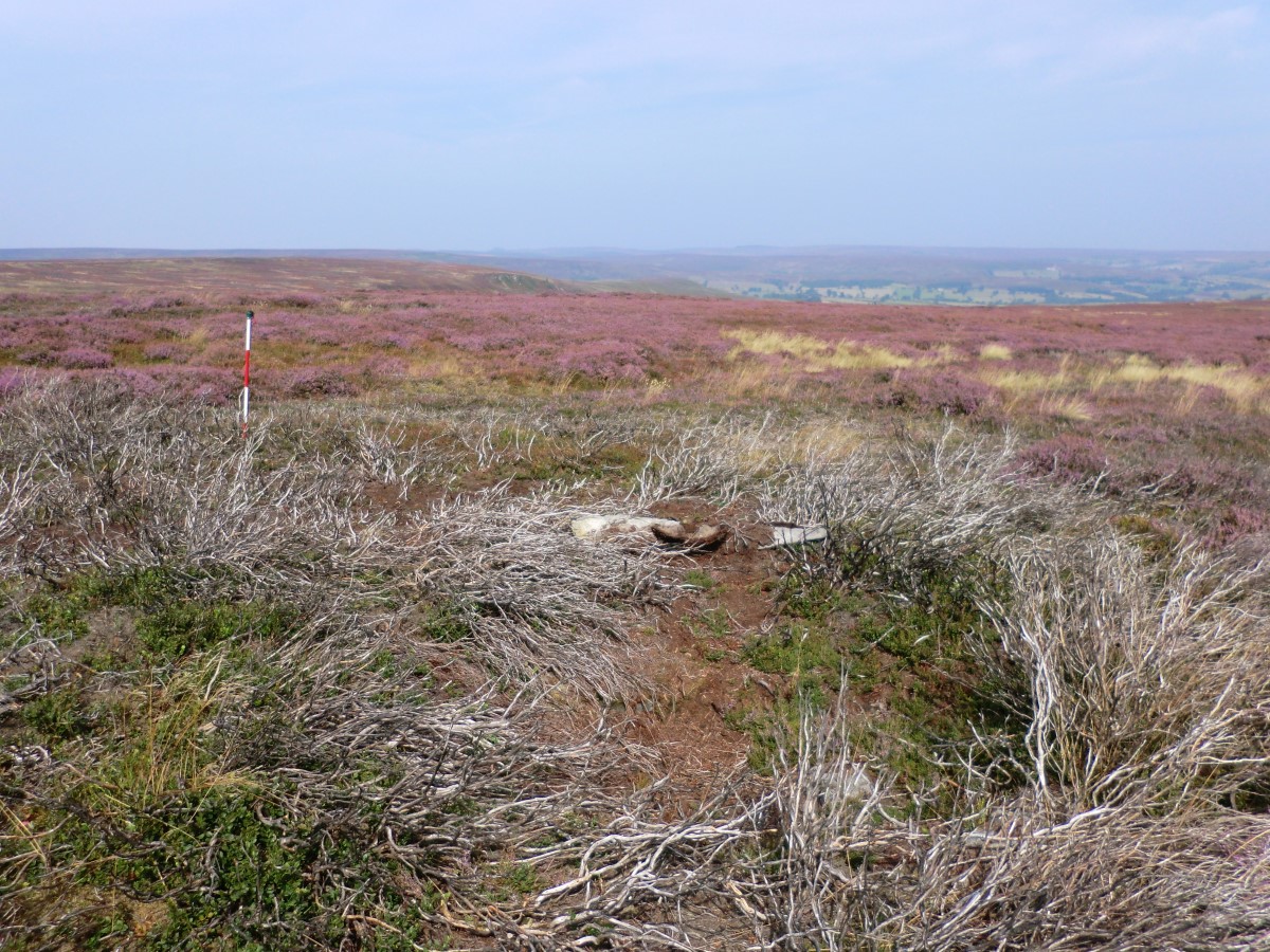 Western Howes SS1