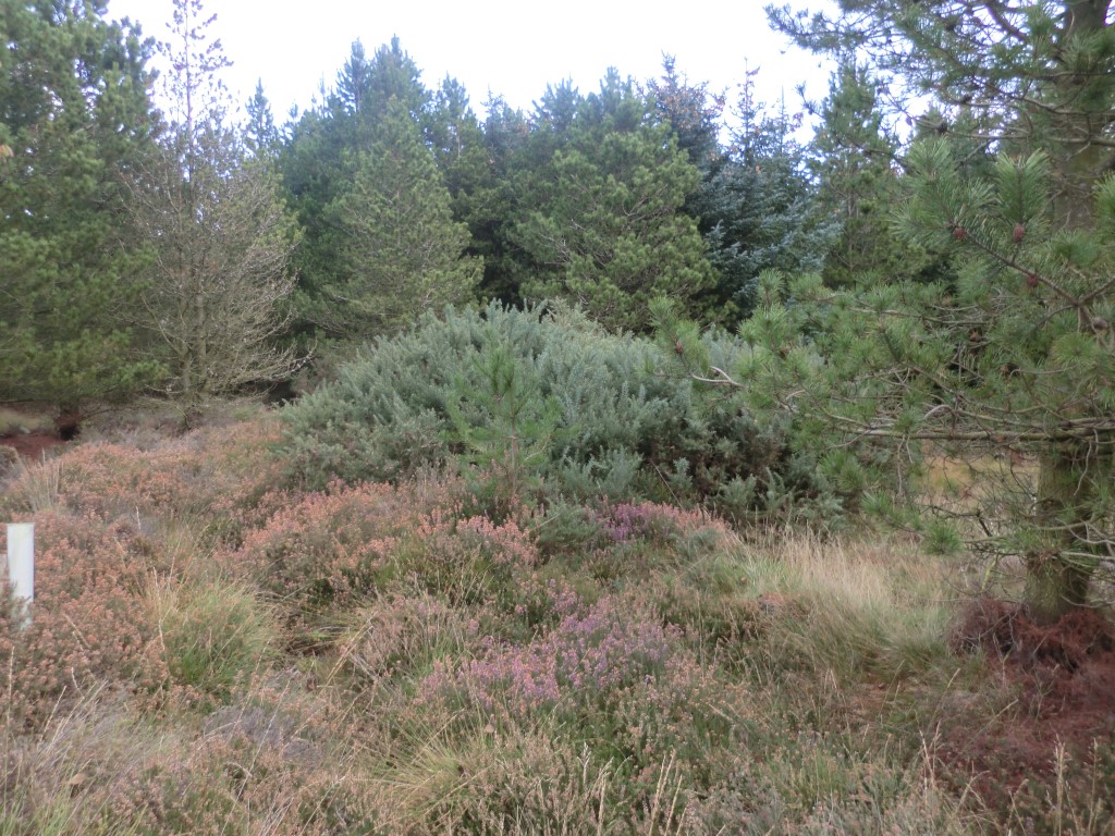 Rb1 Newton Mulgrave Moor RB1. Round Barrow(s) : The Megalithic Portal and ...