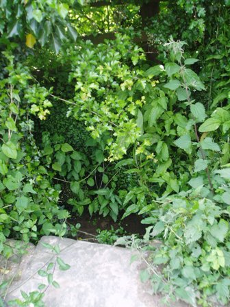The Lambley Spring