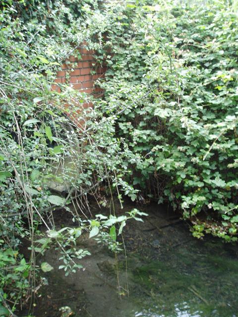 Old Wark Spring