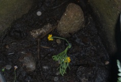 St Warna's Well