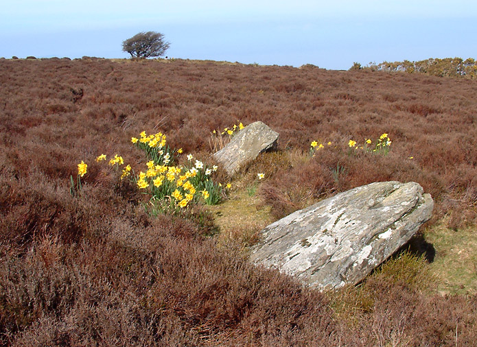 Click for the gallery page to add comments and vote (PID:29316) Whit Stones