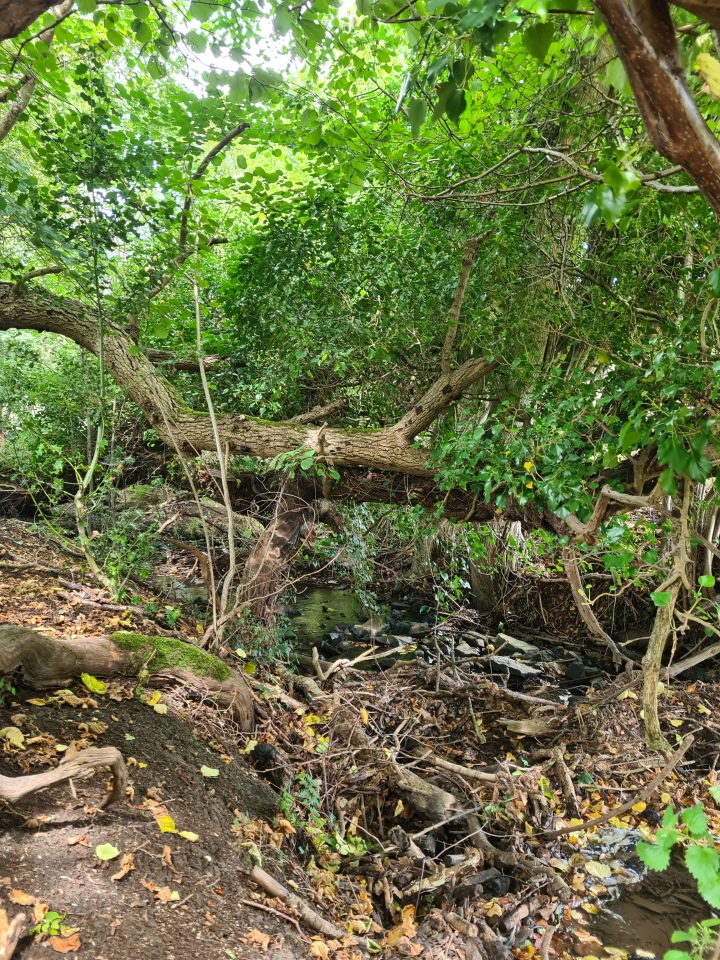 View from footbridge