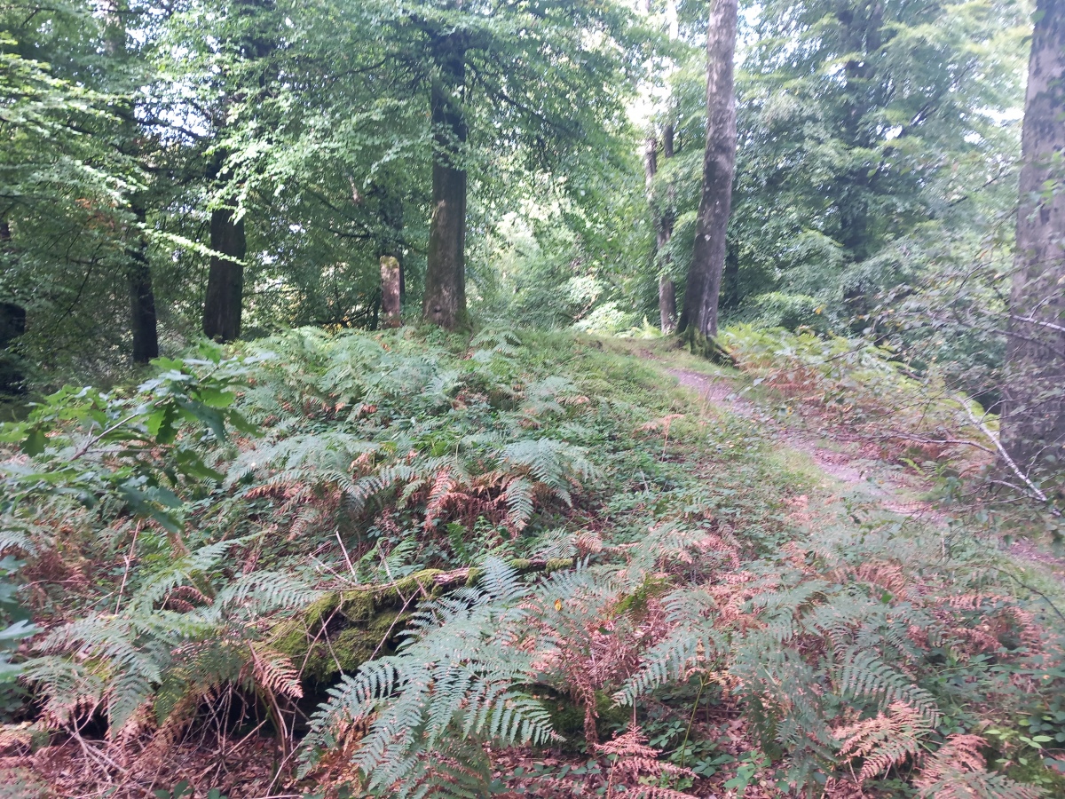 Beacon Hill (Oakhill) Barrows