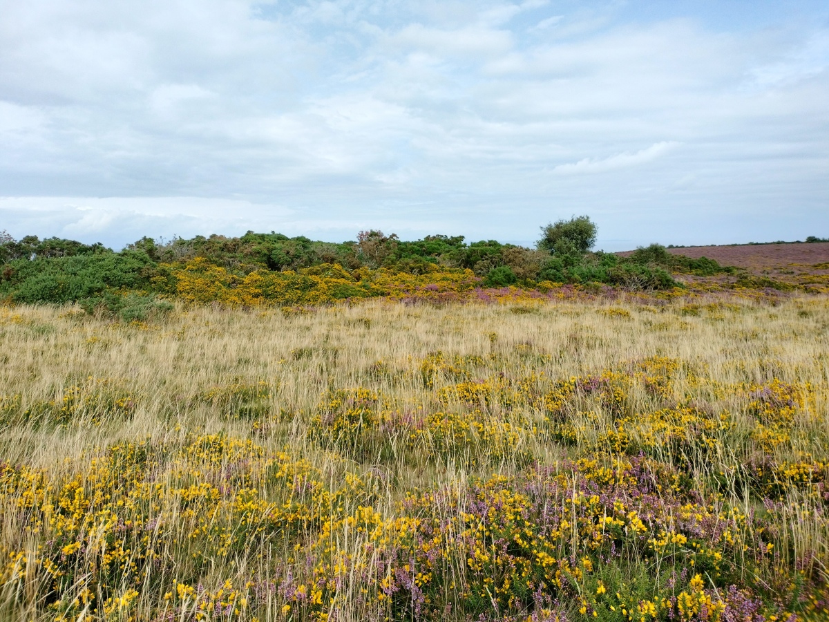 Click for full size image of Selworthy Beacon cairns (PID:276447) Selworthy Beacon cairns