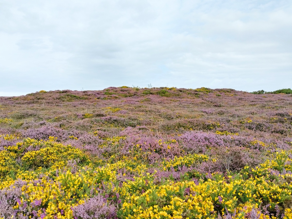 Click for full size image of Selworthy Beacon cairns (PID:276449) Selworthy Beacon cairns