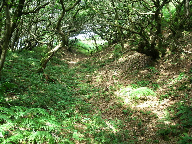 Dowsborough Castle