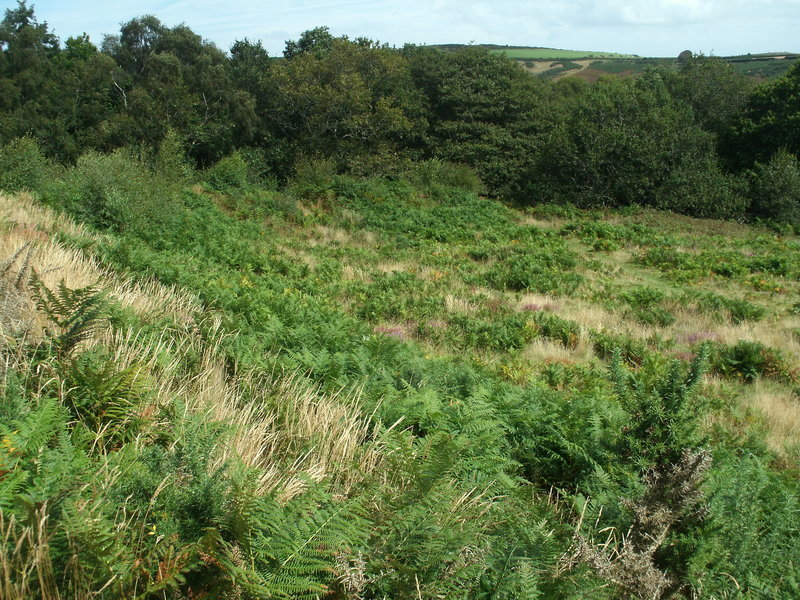 Inside Bury Castle looking north.