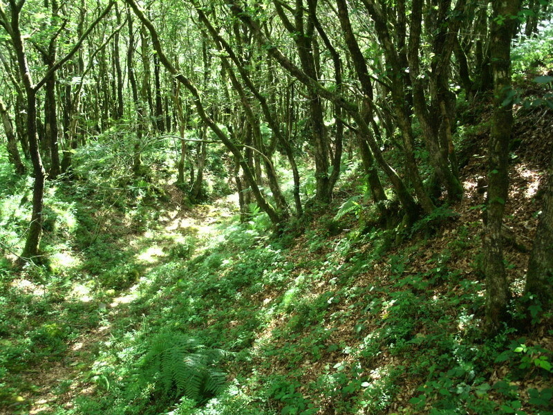 Dowsborough Castle