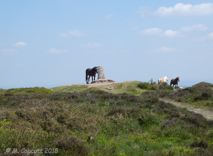 Several are cairns on the top of and around Wills Neck, the highest point (386m) of the Quantock Hills. 

The summit cairn has a trig point on the top, where we saw several horses, including a very young foal. 