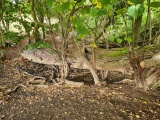 Fairy Well (Barrow Gurney) - PID:246268