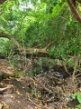 Fairy Well (Barrow Gurney) - PID:246267