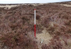 Wilmersham Common South