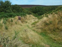 Bury Castle (Exmoor)