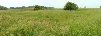 Click for full size image of Gorsey Bigbury Henge (PID:152825) Gorsey Bigbury Henge