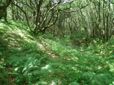 Dowsborough Castle