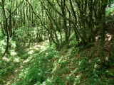 Dowsborough Castle