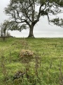 Flagstaff Hill - PID:279610