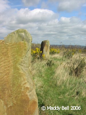 Click for the gallery page to add comments and vote (PID:24889) Darnall Common