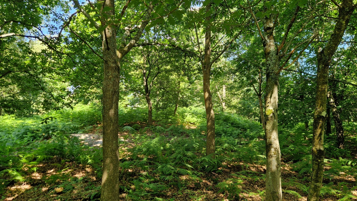Click for the gallery page to add comments and vote (PID:293035) Deerleap Wood